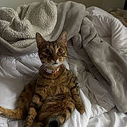 Tchika participe au concours pour gagner de l'argent avec cette photo : animal, bed, blanket, cat, collar, comfort, cozy, cute, domestic, feline, fur, indoor, looking, pet, relaxed, resting, soft, tabby, whiskers, wide_eyes
