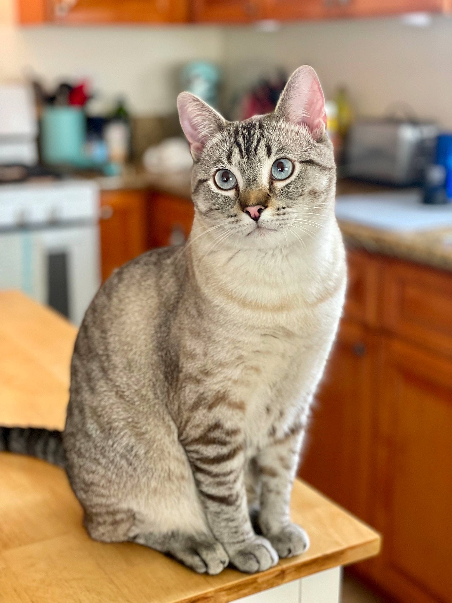 Ozzy joined the competition — help win amazing prizes! cabinetry, carnivore, cat, domestic_short_haired_cat, felidae, fur, hardwood, paw, sitting, small_to_medium_sized_cats, tail, terrestrial_animal, whiskers, wood