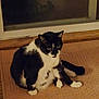 cat, black_and_white, sitting, mat, window, wood, indoor, pet, fur, whiskers, animal, looking, curious, paws, ears, tail, house, feline, domestic, resting
