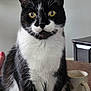 cat, tuxedo_cat, yellow_eyes, indoor, table, coffee_mug, black_and_white, pet, fur, whiskers, close_up, domestic_animal, feline, sitting, looking_at_camera, wooden_surface, household, cute, animal, companion