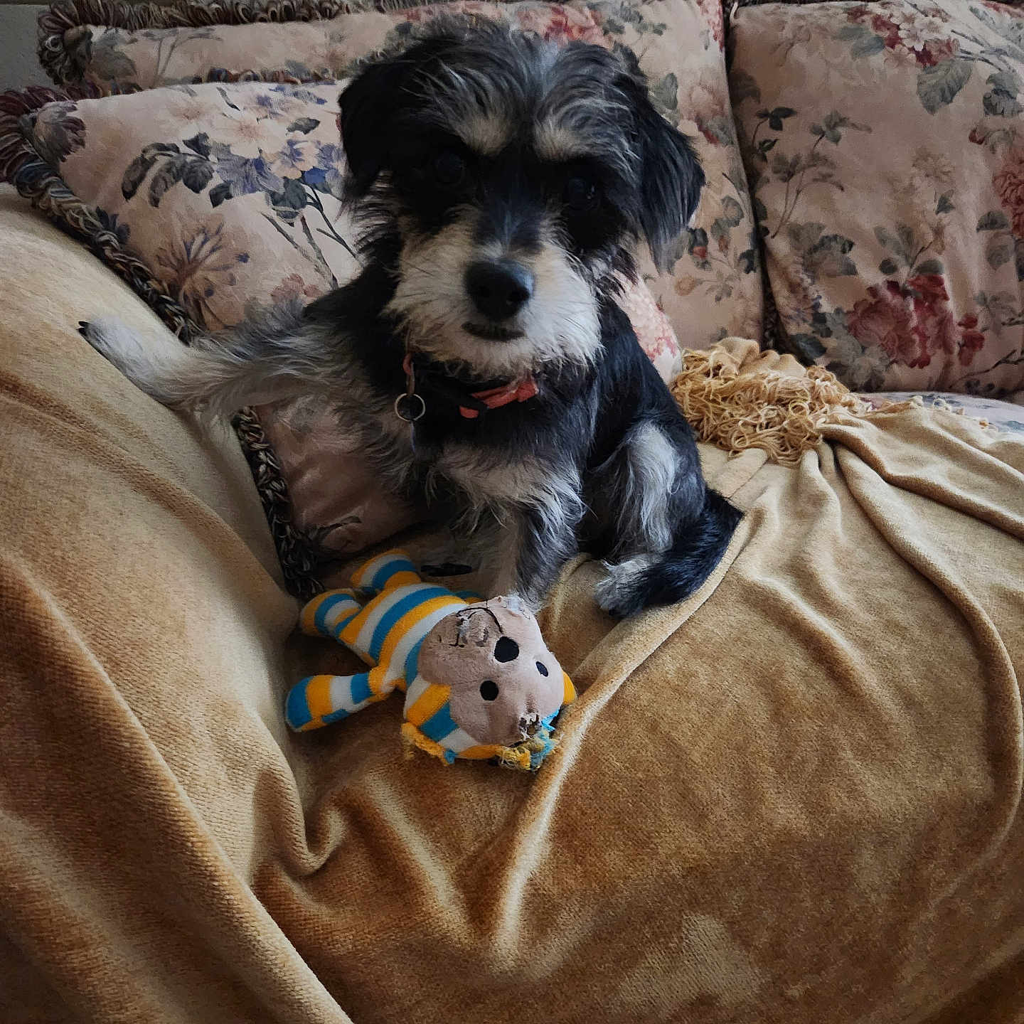 Charly joined the competition — help win amazing prizes! dog, small_dog, stuffed_toy, couch, blanket, pillow, floral_pattern, indoor, pet, cozy, living_room, plush_toy, furniture, curious, sitting, furry, companion, domestic_animal, relaxed, home