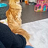 Ulrico participe au concours pour gagner de l'argent avec cette photo : animal, blurred_background, carpet, cat, colorful, cozy, domestic, floor, furniture, ginger_cat, indoor, jeans, long_hair, person, pet, side_view, sitting, sweater, tail, toy