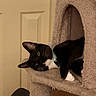 cat, tuxedo_cat, pet, indoor, cat_tree, carpeted, black_and_white, feline, animal, relaxed, cute, whiskers, ears, green_eyes, household, fur, paw, resting, looking, curious