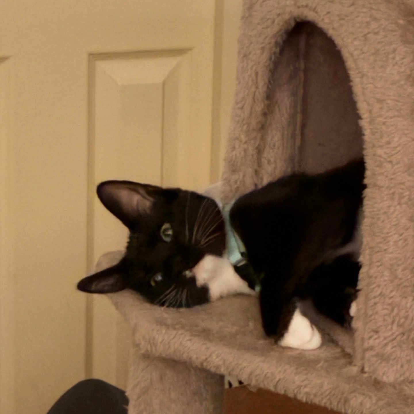 Oreo