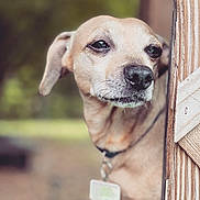 Shelby James joined the competition — help win amazing prizes! animal, blurry_background, brown, canine, closeup, collar, curious, dog, ears, expression, fur, looking_away, nature, outdoor, peeking, pet, portrait, snout, tag, wood