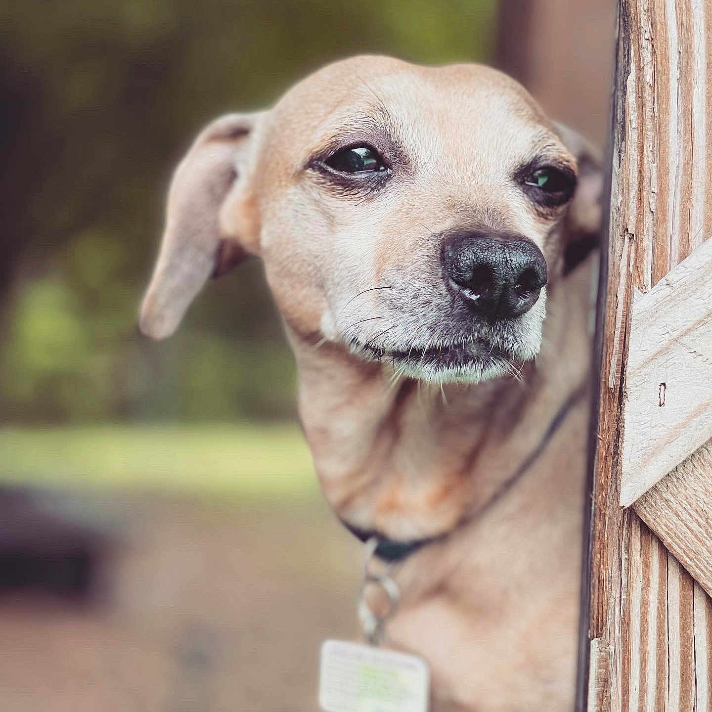 Shelby James joined the competition — help win amazing prizes! animal, blurry_background, brown, canine, closeup, collar, curious, dog, ears, expression, fur, looking_away, nature, outdoor, peeking, pet, portrait, snout, tag, wood