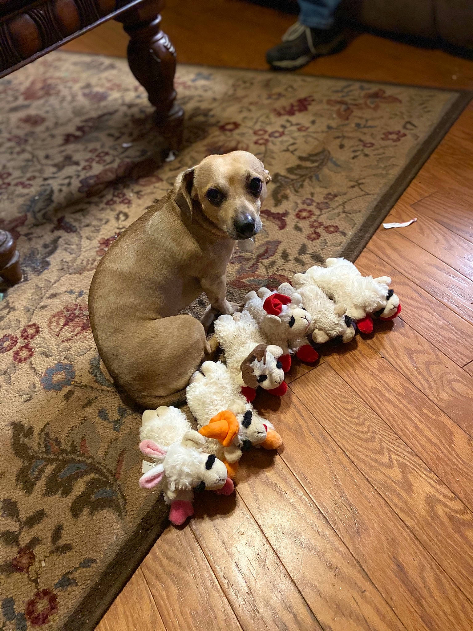 Shelby is registered to the contest to win money with this photo: carnivore, collar, companion_dog, dog, dog_breed, dog_collar, dog_supply, fawn, floor, flooring, hardwood, laminate_flooring, mammal, pet_supply, varnish, vertebrate, wood, wood_flooring, wood_stain, working_animal