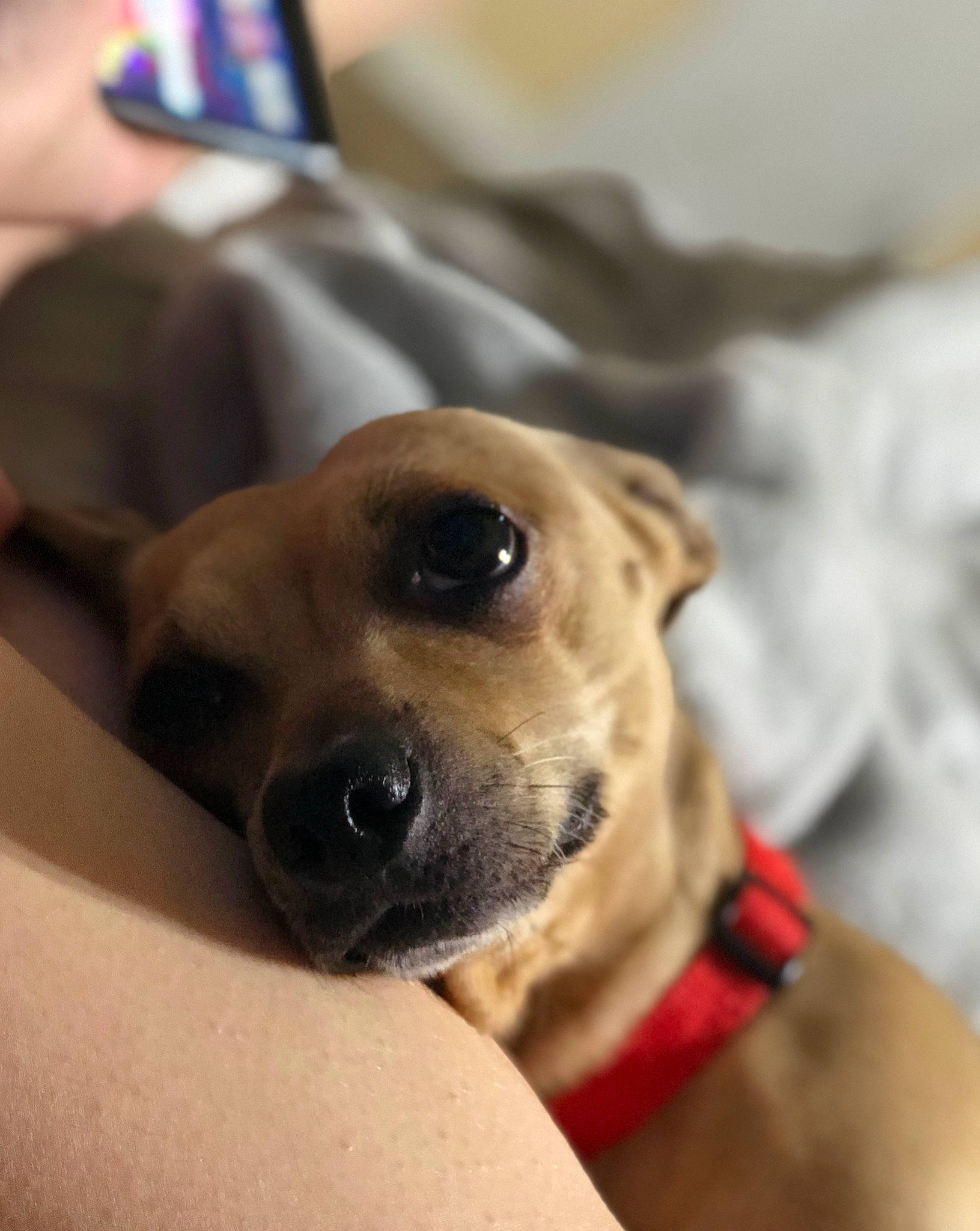 Shelby joined the competition — help win amazing prizes! canidae, carnivore, collar, comfort, communication_device, companion_dog, dog, dog_breed, dog_collar, ear, fawn, fur, mobile_device, mobile_phone, paw, portable_communications_device, snout, sporting_group, whiskers, working_animal