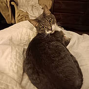 Syrus joined the competition — help win amazing prizes! animal, bed, blanket, cat, chair, cozy, curious, domestic_cat, dresser, fur, furniture, gray_cat, indoor, looking_back, pet, relaxed, resting, whiskers, white_fur, yellow_eyes