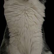 Willow joined the competition — help win amazing prizes! cat, animal, pet, feline, fluffy, white_fur, gray_fur, sitting, curious_eyes, whiskers, cute, domestic_cat, portrait, soft_fur, alert, indoor, mammal, paws, close_up, face