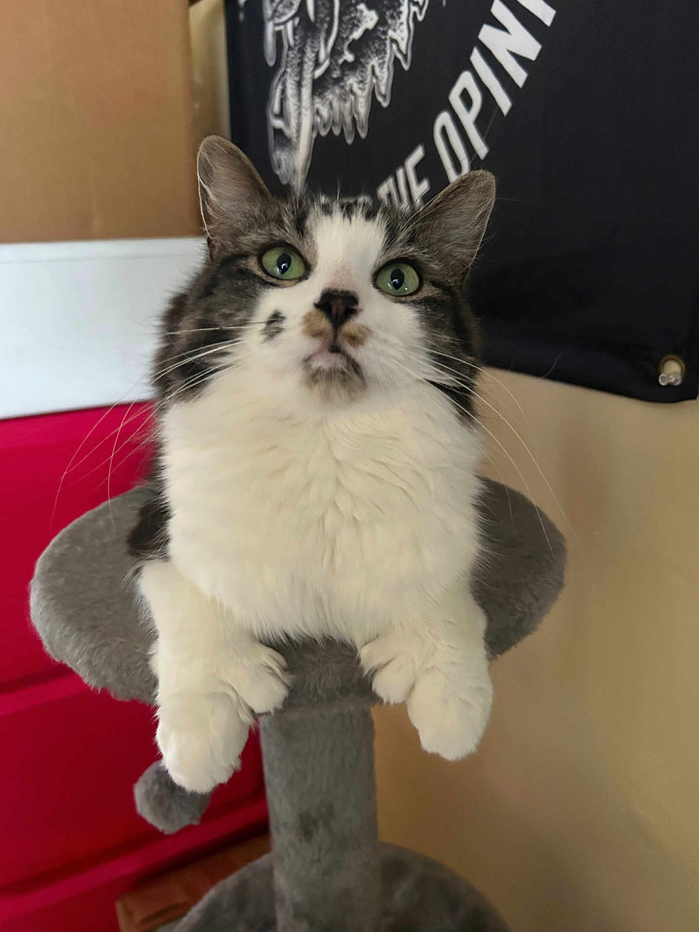 Willow is registered to the contest to win money with this photo: cat, feline, pet, indoor, cat_tree, white_fur, gray_fur, green_eyes, looking_up, curious, fluffy, whiskers, ears, paws, furniture, flag, wall, red_furniture, cozy, closeup