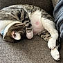 Nebula joined the competition — help win amazing prizes! animal, cat, closeup, collar, comfort, couch, cozy, domestic, feline, fur, gray, indoor, paw, pet, relaxing, resting, sleeping, tabby, whiskers, white