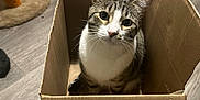 Nebula is registered to the contest to win money with this photo: animal, cardboard_box, cat, curious, cute, domestic_animal, ears, feeding_bowl, feline, flooring, head_tilt, home, indoor, litter_box, looking_up, mammal, pet, scratching_post, tabby_cat, whiskers