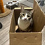 animal, cardboard_box, cat, curious, cute, domestic_animal, ears, feeding_bowl, feline, flooring, head_tilt, home, indoor, litter_box, looking_up, mammal, pet, scratching_post, tabby_cat, whiskers