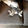 Nebula joined the competition — help win amazing prizes! animal, black_socks, cat, couch, cozy, domestic_animal, feline, floor, fluffy, gray_fabric, home, indoor, paw, pet, relaxation, resting, sleeping, tabby, whiskers, wooden_floor