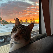 Nebula joined the competition — help win amazing prizes! animal, cat, clouds, collar, curious, domestic, feline, indoor, light, looking, nature, orange, pet, purple, shadow, silhouette, sky, sunset, tag, window