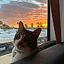 animal, cat, clouds, collar, curious, domestic, feline, indoor, light, looking, nature, orange, pet, purple, shadow, silhouette, sky, sunset, tag, window