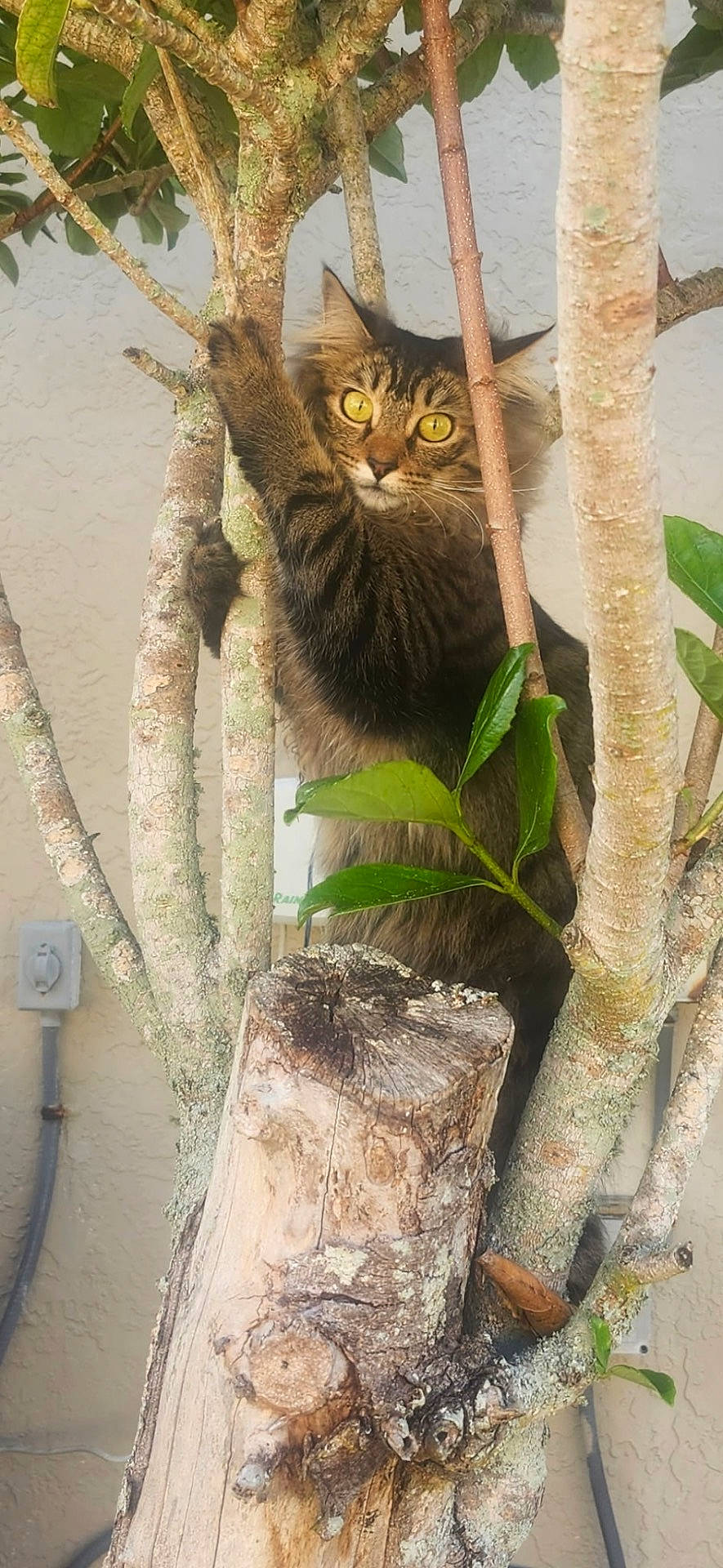 Roo joined the competition — help win amazing prizes! animal, black, branches, brown, cat, curious, feline, fluffy, leaves, long_hair, looking_at_camera, outdoor, perched, pet, portrait, tabby, tree, trunk, vertical_photo, yellow_eyes