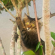 Roo is registered to the contest to win money with this photo: cat, feline, fluffy, long_hair, brown_fur, tabby, golden_eyes, animal, pet, climbing, tree, branches, leaves, outdoors, nature, portrait, alert, looking_at_camera, camouflage, closeup
