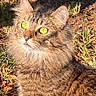 Roo is registered to the contest to win money with this photo: animal, backyard, cat, close_up, feline, fluffy, fur, garden, golden_hour, grass, green_eyes, long_hair, outdoor, pet, portrait, sitting, striped, sunlight, tabby_cat, whiskers