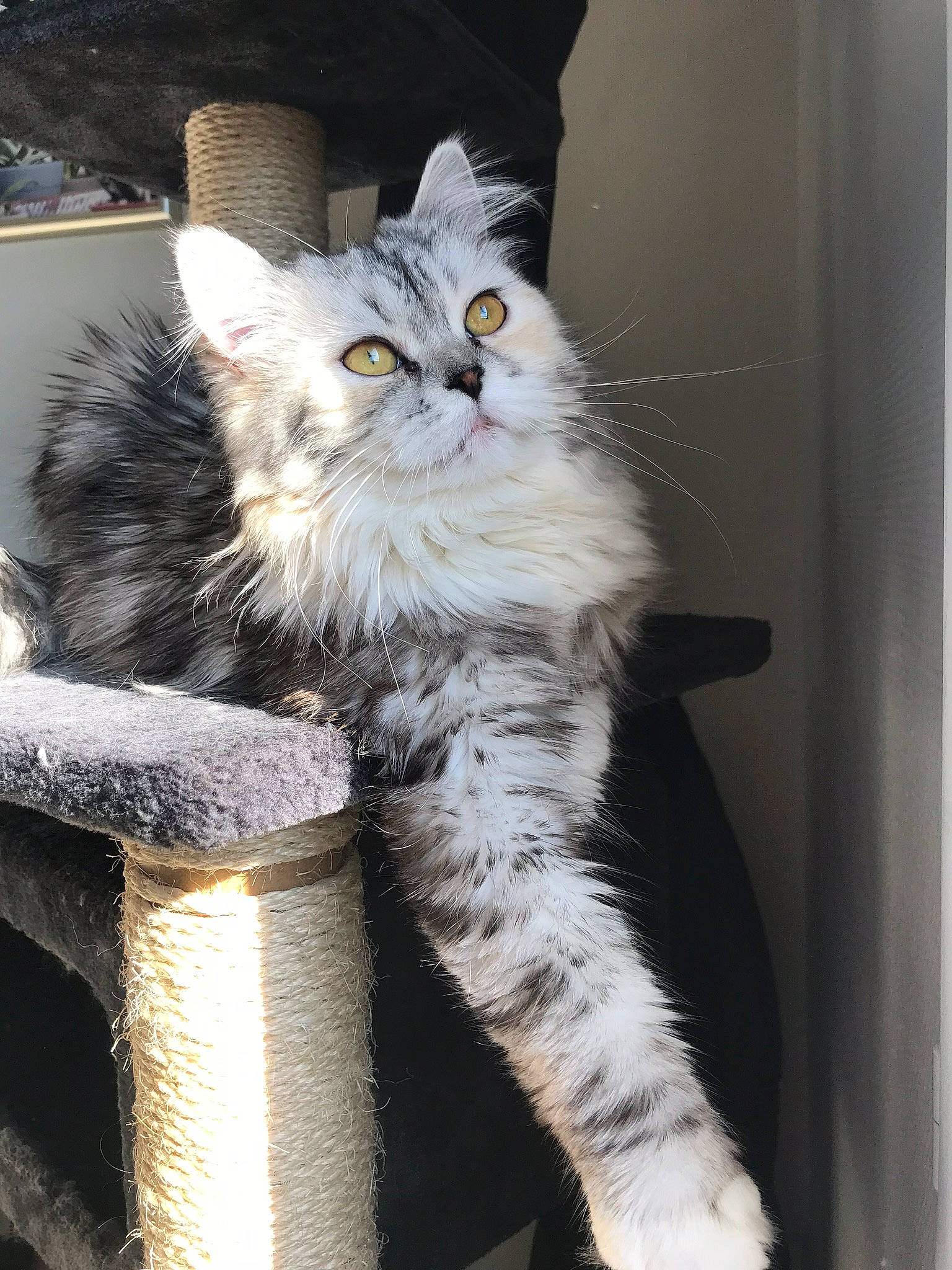 Naya a rejoint le concours — aidez-le/la à gagner de superbes lots ! american_curl, asian, british_longhair, british_semi_longhair, carnivore, cat, domestic_long_haired_cat, european_shorthair, felidae, fur, kitten, maine_coon, mammal, norwegian_forest_cat, polydactyl_cat, siberian, small_to_medium_sized_cats, tabby_cat, vertebrate, whiskers