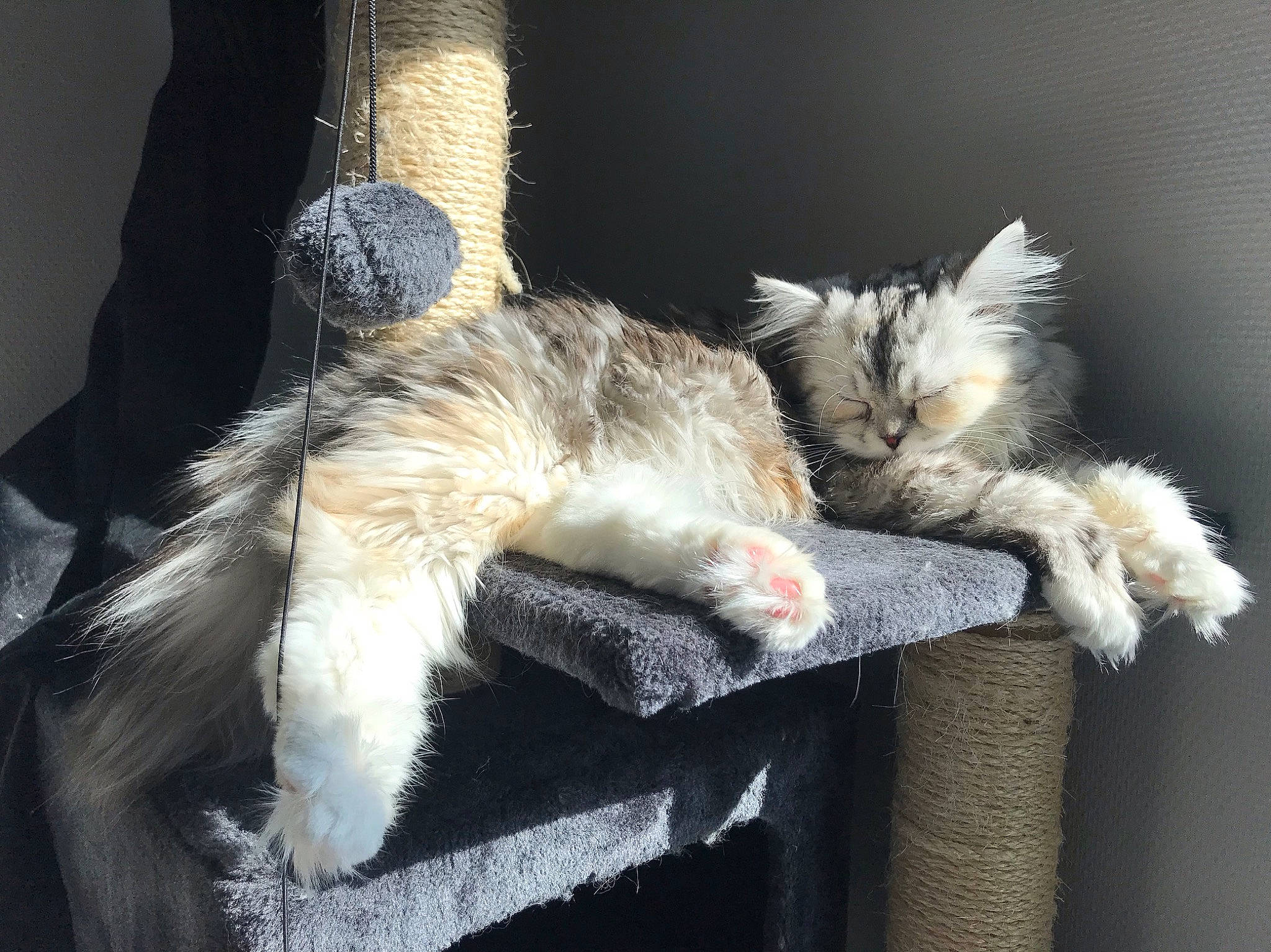 Naya participe au concours pour gagner de l'argent avec cette photo : asian, carnivore, cat, claw, domestic_short_haired_cat, ear, european_shorthair, fawn, felidae, fur, kitten, maine_coon, norwegian_forest_cat, paw, polydactyl_cat, small_to_medium_sized_cats, tabby_cat, tail, whiskers