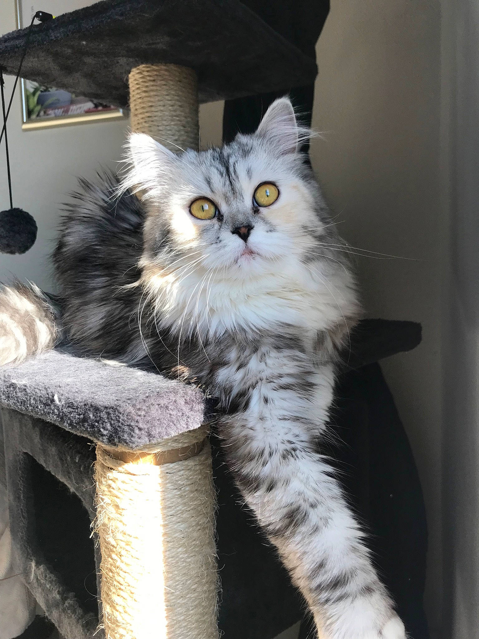 Naya a rejoint le concours — aidez-le/la à gagner de superbes lots ! asian, british_longhair, british_semi_longhair, carnivore, cat, domestic_long_haired_cat, domestic_short_haired_cat, european_shorthair, felidae, kitten, maine_coon, mammal, norwegian_forest_cat, polydactyl_cat, ragamuffin, siberian, small_to_medium_sized_cats, tabby_cat, vertebrate, whiskers