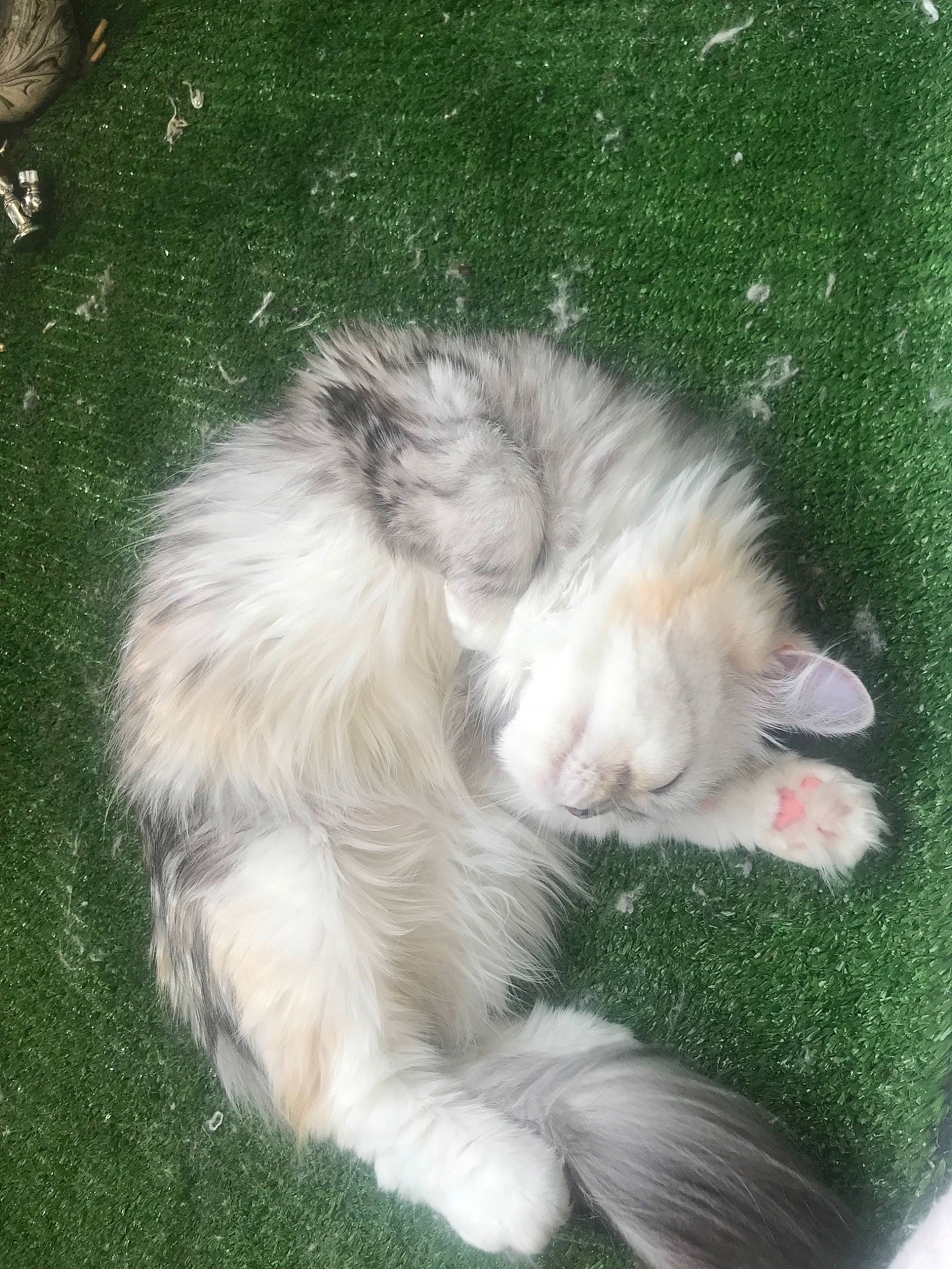 Naya a rejoint le concours — aidez-le/la à gagner de superbes lots ! american_curl, carnivore, cat, domestic_long_haired_cat, felidae, grass, kitten, mammal, norwegian_forest_cat, polydactyl_cat, ragamuffin, small_to_medium_sized_cats, tail, whiskers