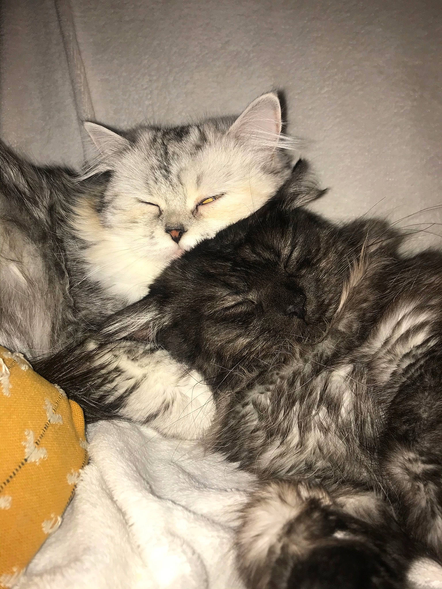 Néos a rejoint le concours — aidez-le/la à gagner de superbes lots ! asian, carnivore, cat, domestic_long_haired_cat, domestic_short_haired_cat, european_shorthair, felidae, fur, kitten, maine_coon, nap, norwegian_forest_cat, siberian, sleep, small_to_medium_sized_cats, whiskers