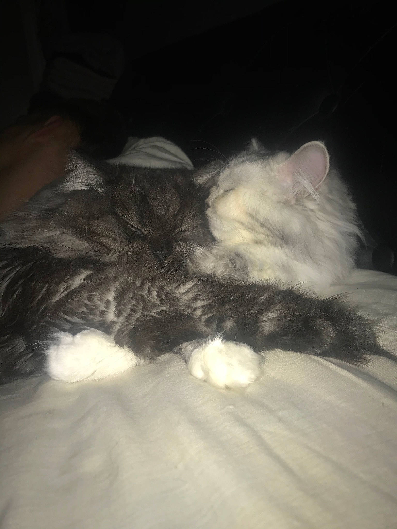 Néos participe au concours pour gagner de l'argent avec cette photo : canidae, carnivore, cat, cloud, domestic_long_haired_cat, felidae, fur, kitten, night, norwegian_forest_cat, sleep, small_to_medium_sized_cats, tail, whiskers