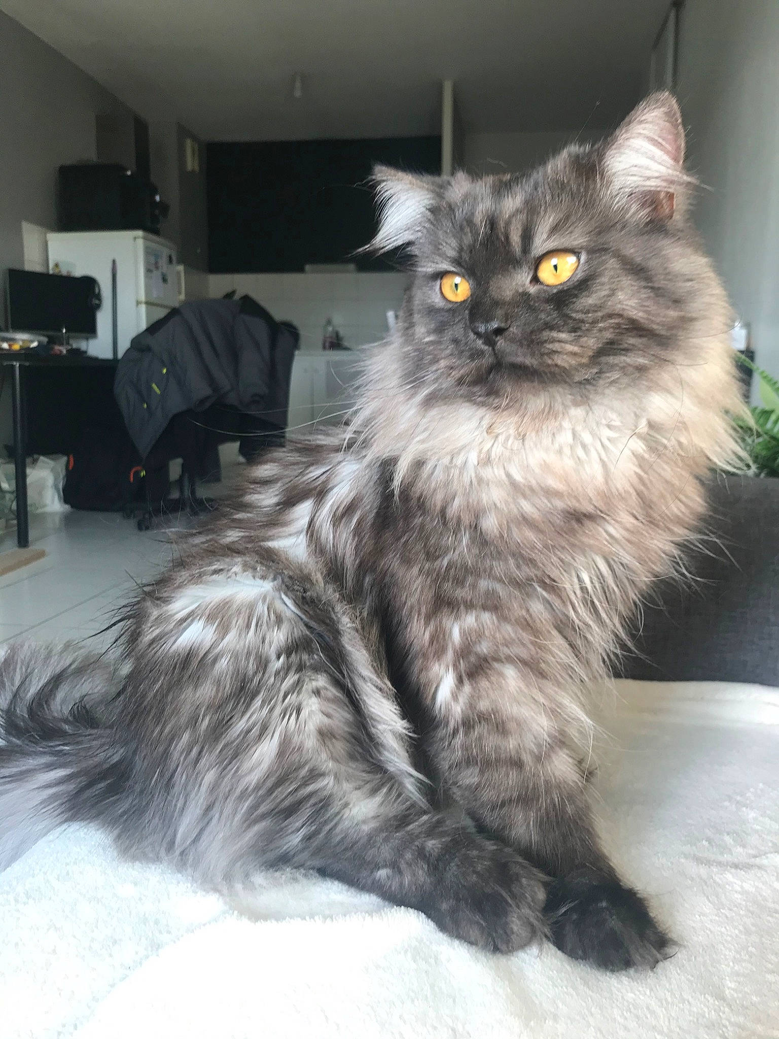 Néos participe au concours pour gagner de l'argent avec cette photo : asian_semi_longhair, british_longhair, british_semi_longhair, carnivore, cat, domestic_long_haired_cat, felidae, fur, kitten, maine_coon, mammal, napoleon_cat, norwegian_forest_cat, persian, ragamuffin, siberian, small_to_medium_sized_cats, turkish_angora, vertebrate, whiskers