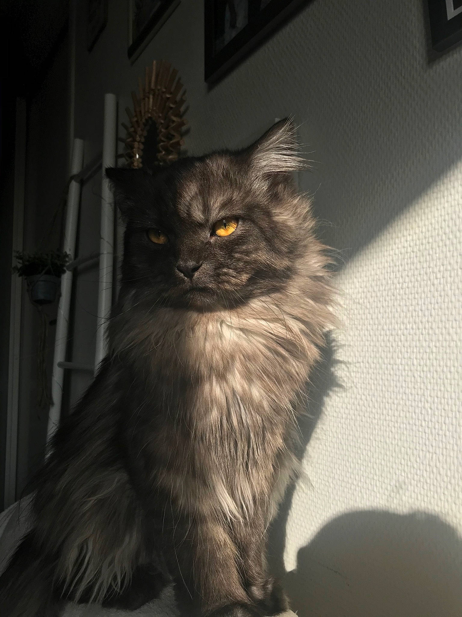 Néos participe au concours pour gagner de l'argent avec cette photo : asian_semi_longhair, british_longhair, british_semi_longhair, carnivore, cat, domestic_long_haired_cat, eye, felidae, fur, kitten, maine_coon, mammal, nebelung, norwegian_forest_cat, persian, ragamuffin, siberian, small_to_medium_sized_cats, vertebrate, whiskers