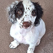Willow is registered to the contest to win money with this photo: puppy, dog, wet_fur, brown_spots, carpet, cute, pet, animal, looking_up, ears, paw, young_dog, sitting, indoor, fur, adorable, face, nose, whiskers, friendly
