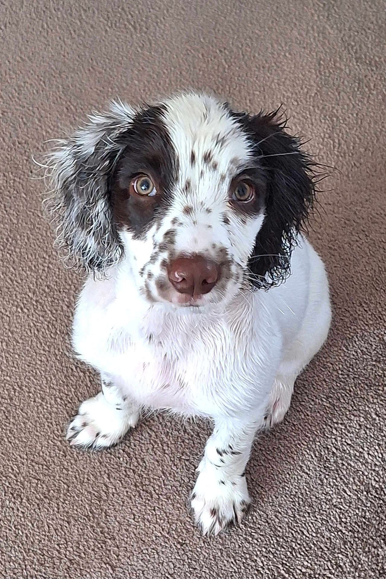 Willow