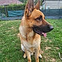 Wick participe au concours pour gagner de l'argent avec cette photo : dog, german_shepherd, pet, canine, animal, outdoor, grass, lawn, fence, house, ears, tongue, sitting, fur, brown, black, nose, daylight, garden, nature