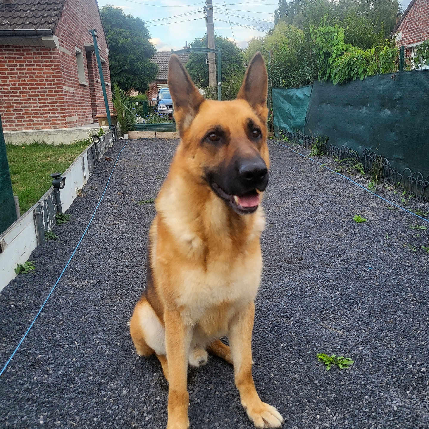 Wick a rejoint le concours — aidez-le/la à gagner de superbes lots ! animal, brick_house, canine, cloud, dog, driveway, ears, fence, german_shepherd, gravel, greenery, happy, house, outdoor, pet, sitting, sky, suburban, tree, yard