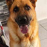 Wick participe au concours pour gagner de l'argent avec cette photo : dog, german_shepherd, indoor, tiled_floor, pet, animal, canine, tongue_out, ears_up, sitting, happy, looking_at_camera, walker, floor, fur, face, mouth_open, domestic, household, companion