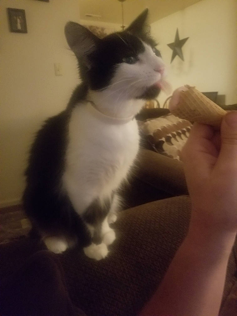 Gertie is registered to the contest to win money with this photo: carnivore, cat, domestic_short_haired_cat, ear, european_shorthair, felidae, fur, hand, jaw, kitten, paw, polydactyl_cat, small_to_medium_sized_cats, tail, turkish_van, whiskers