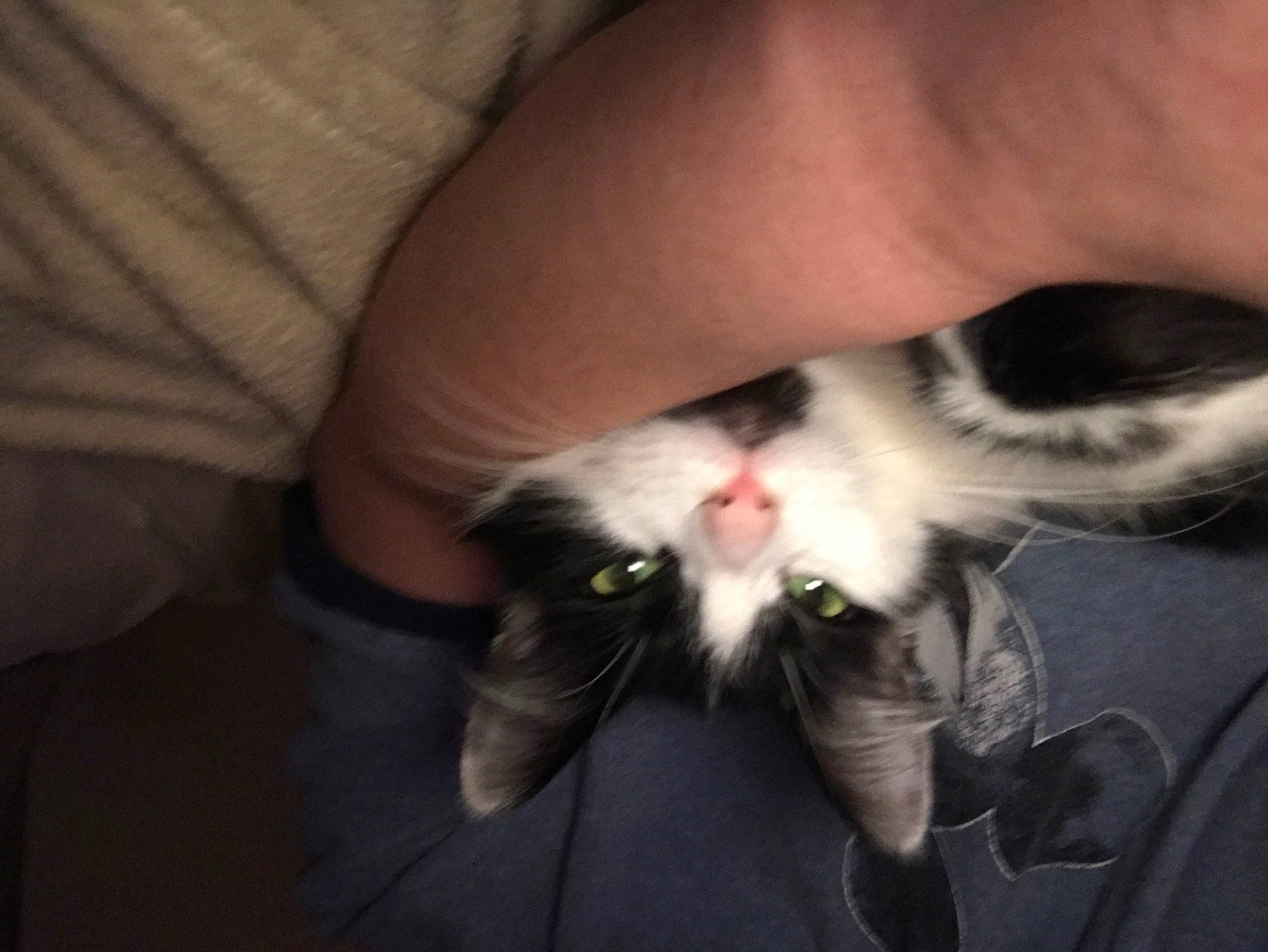 Gertie is registered to the contest to win money with this photo: carnivore, cat, claw, domestic_long_haired_cat, ear, eye, felidae, finger, fur, hand, kitten, mouth, nail, norwegian_forest_cat, nose, paw, polydactyl_cat, small_to_medium_sized_cats, snout, whiskers