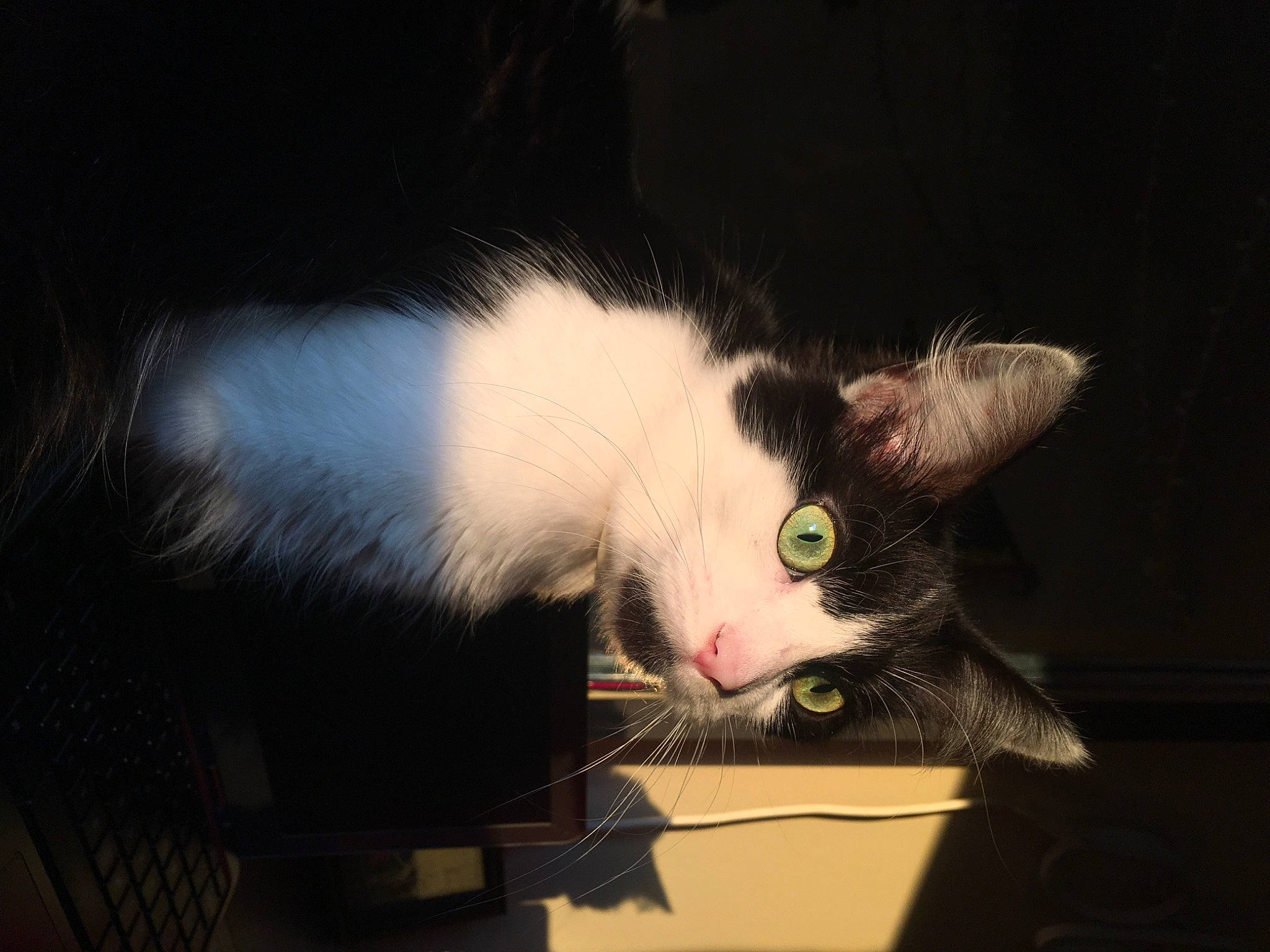 Gertie is registered to the contest to win money with this photo: black_and_white, carnivore, cat, domestic_short_haired_cat, ear, eye, felidae, fur, kitten, small_to_medium_sized_cats, snout, whiskers