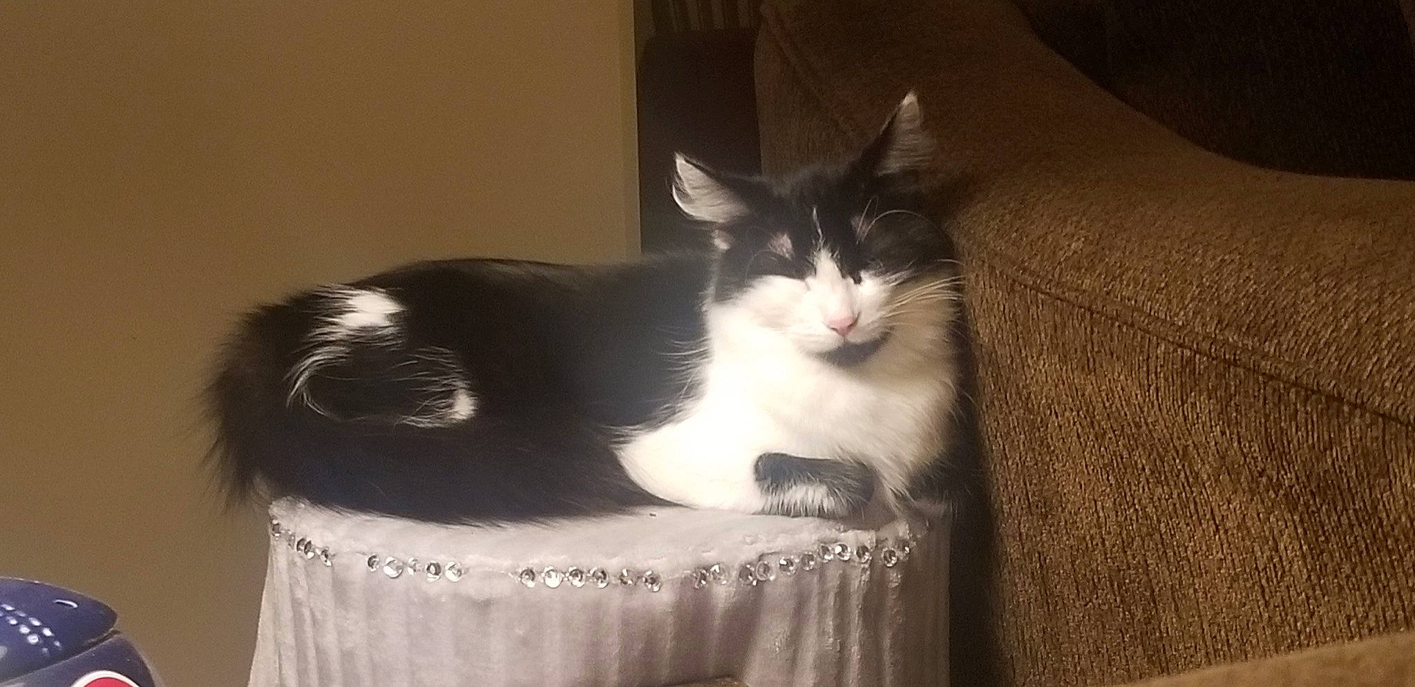 Gertie joined the competition — help win amazing prizes! aegean_cat, carnivore, cat, domestic_long_haired_cat, domestic_short_haired_cat, european_shorthair, felidae, kitten, mammal, norwegian_forest_cat, polydactyl_cat, small_to_medium_sized_cats, tail, whiskers