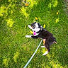 Uzi joined the competition — help win amazing prizes! animal, black_white_brown, canine, dog, grass, greenery, happy, leash, leaves, lying_down, nature, outdoor, pet, playful, playtime, puppy, summer, sunlight, tongue, young_dog