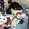 animal, bed, black, blanket, brown, chewing, cozy, cute, dog, fuzzy, indoor, pet, playful, plush, puppy, resting, soft, stuffed_toy, white, young