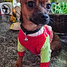 dog, chihuahua, small_dog, pet, portrait, sweater, clothing, knitted, festive, red, green, pointy_ears, big_eyes, collar, bell, sitting, indoor, houseplants, succulent, marble_surface