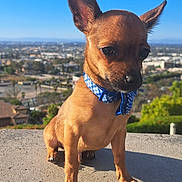 Peanut joined the competition — help win amazing prizes! dog, puppy, brown_dog, small_dog, bandana, blue_bandana, sitting, outdoor, rooftop, cityscape, sunny, blue_sky, portrait, ears, short_hair, collar, animal, pet, shadow, landscape