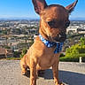 dog, puppy, brown_dog, small_dog, bandana, blue_bandana, sitting, outdoor, rooftop, cityscape, sunny, blue_sky, portrait, ears, short_hair, collar, animal, pet, shadow, landscape