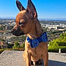 Peanut is registered to the contest to win money with this photo: dog, puppy, bow_tie, polka_dot, outdoor, rooftop, cityscape, sky, sunny, portrait, sitting, brown_fur, pointed_ears, small_dog, pet, collar, landscape, daylight, urban, photography