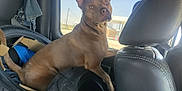 Medusa is registered to the contest to win money with this photo: animal, brown_dog, car_seat, curious, daylight, dog, domestic_animal, ears_up, four_legs, leather_seat, looking_out_window, outdoor_view, pet, roadside, seated, tail, tire, transport, vehicle_interior, window