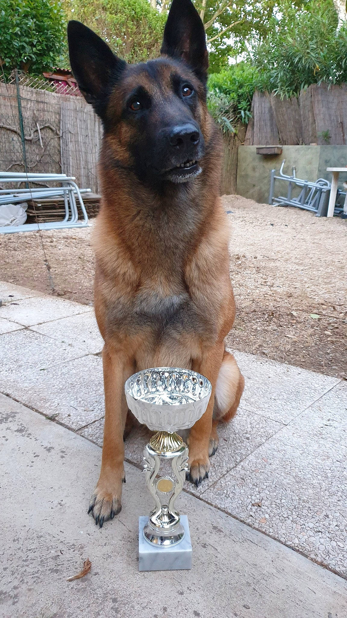 Icare a rejoint le concours — aidez-le/la à gagner de superbes lots ! belgian_shepherd, belgian_shepherd_malinois, canidae, carnivore, dog, dog_breed, fawn, german_shepherd_dog, king_shepherd, kunming_wolfdog, laekenois, mammal, old_german_shepherd_dog, police_dog, rare_breed_dog, snout, street_dog, tervuren, vertebrate, working_dog