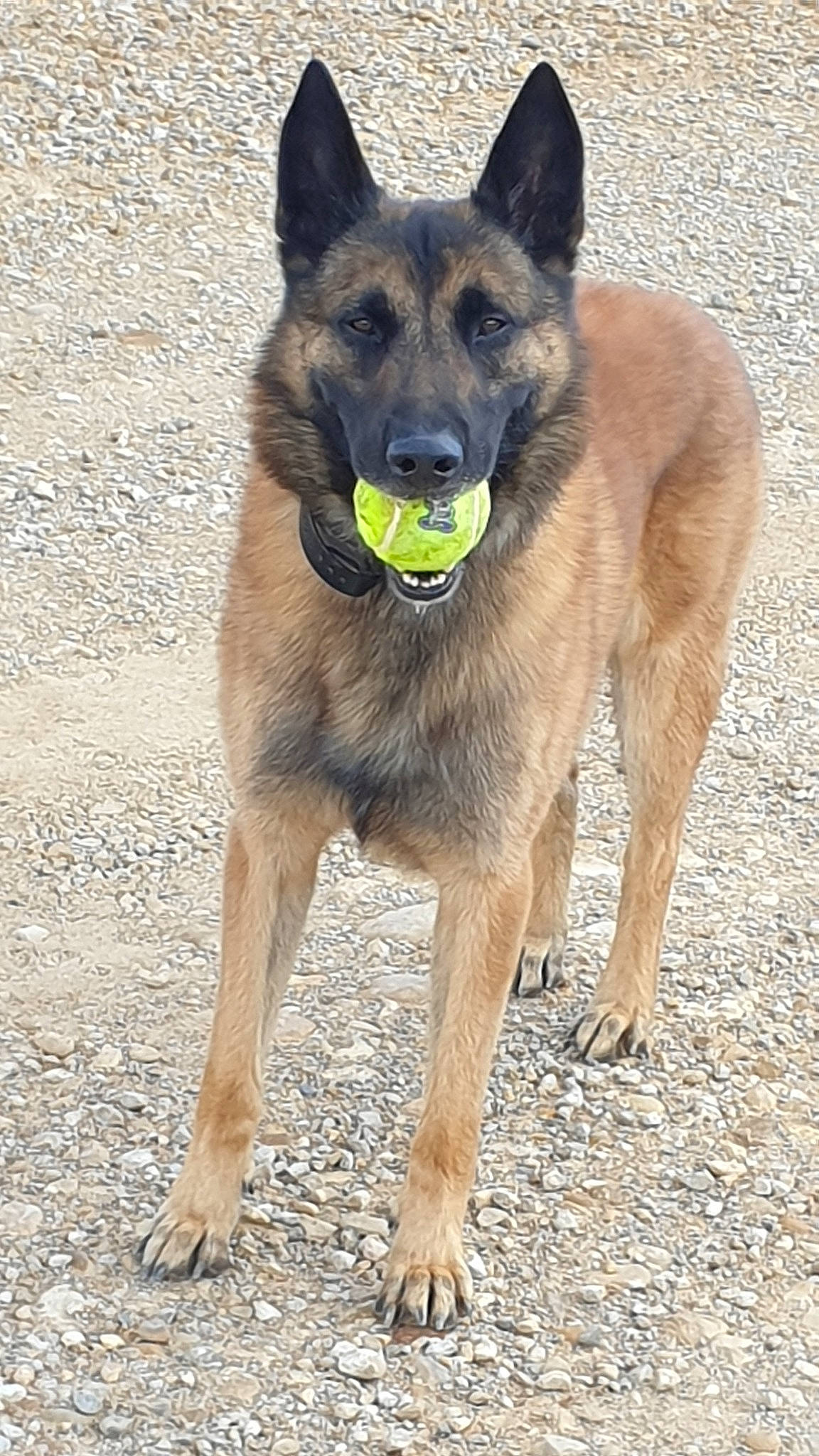 Icare participe au concours pour gagner de l'argent avec cette photo : belgian_shepherd, belgian_shepherd_malinois, canidae, carnivore, dog, dog_breed, fawn, german_shepherd_dog, groenendael, kunming_wolfdog, laekenois, mammal, old_german_shepherd_dog, police_dog, rare_breed_dog, tervuren, vertebrate, wildlife, working_dog